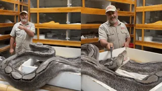 Man’s Last Minute Dodge Against Giant Snake’s Deadly Attack Leaves Internet Horror-Struck | Viral Video
